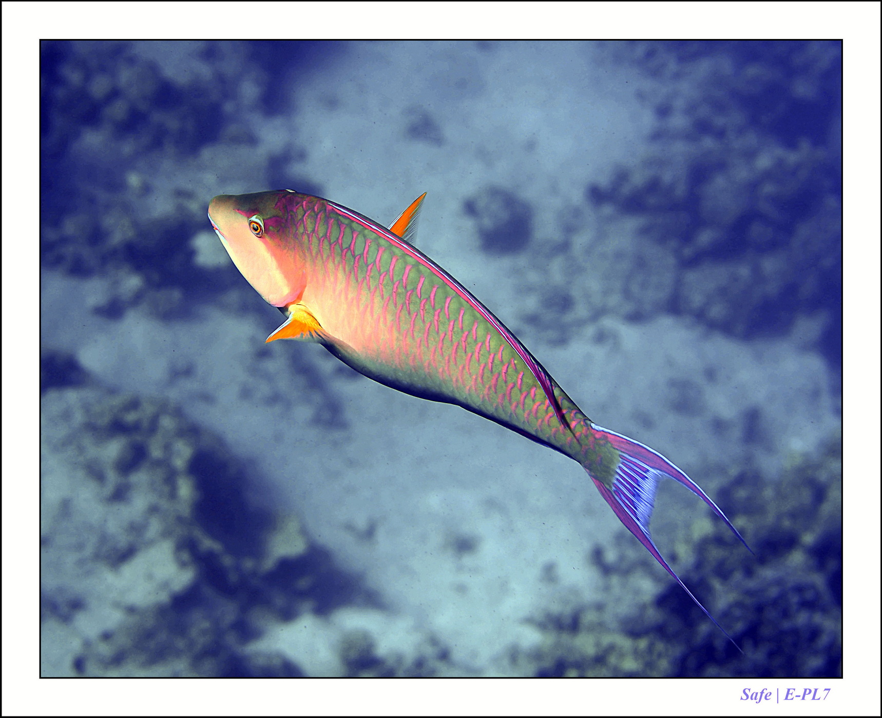 2023 - 03 - Charm El Sheikh - 04